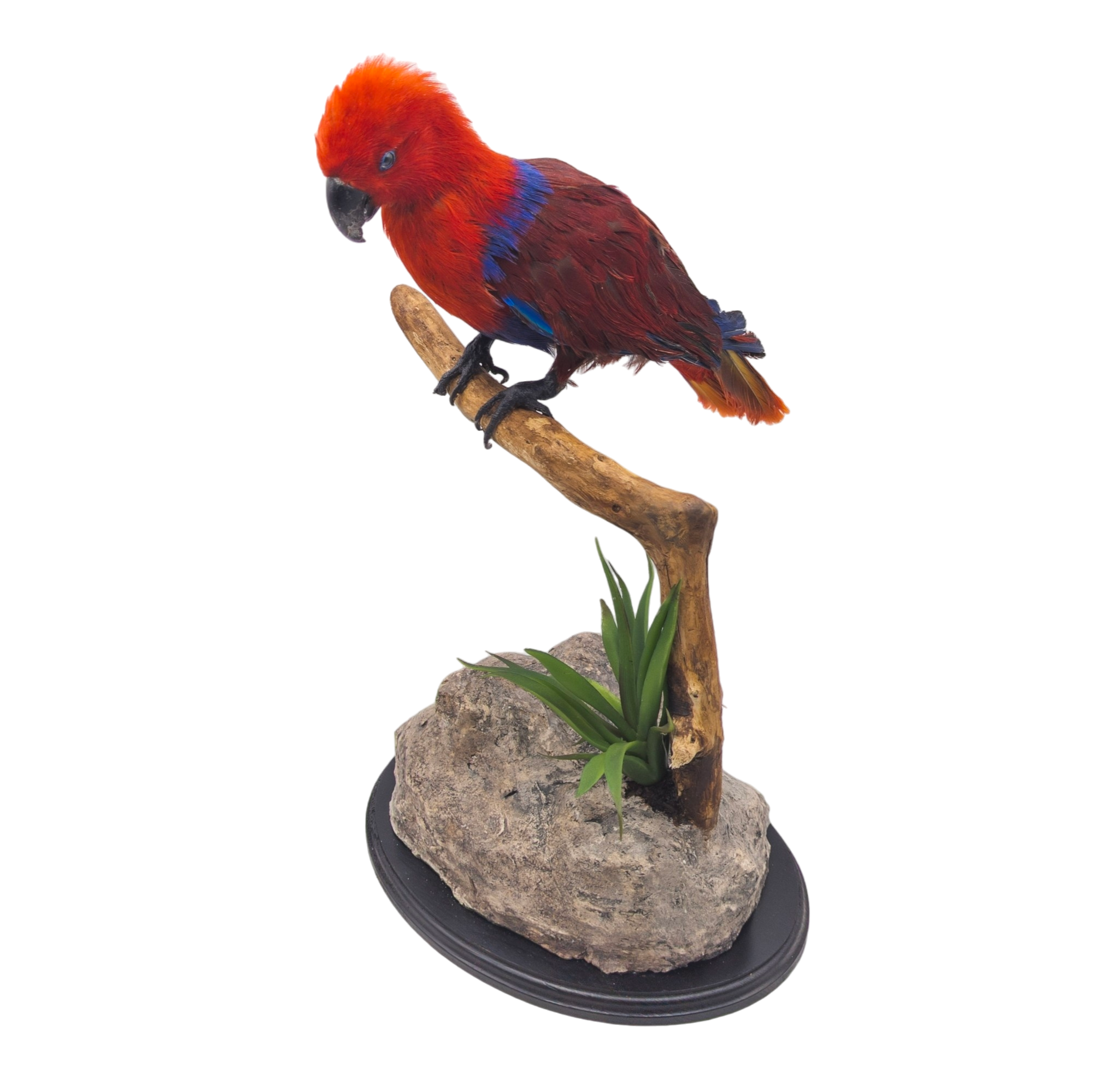 Taxidermy Eclectus Parrot