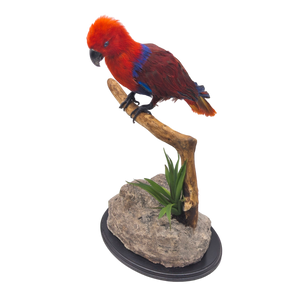 Taxidermy Eclectus Parrot