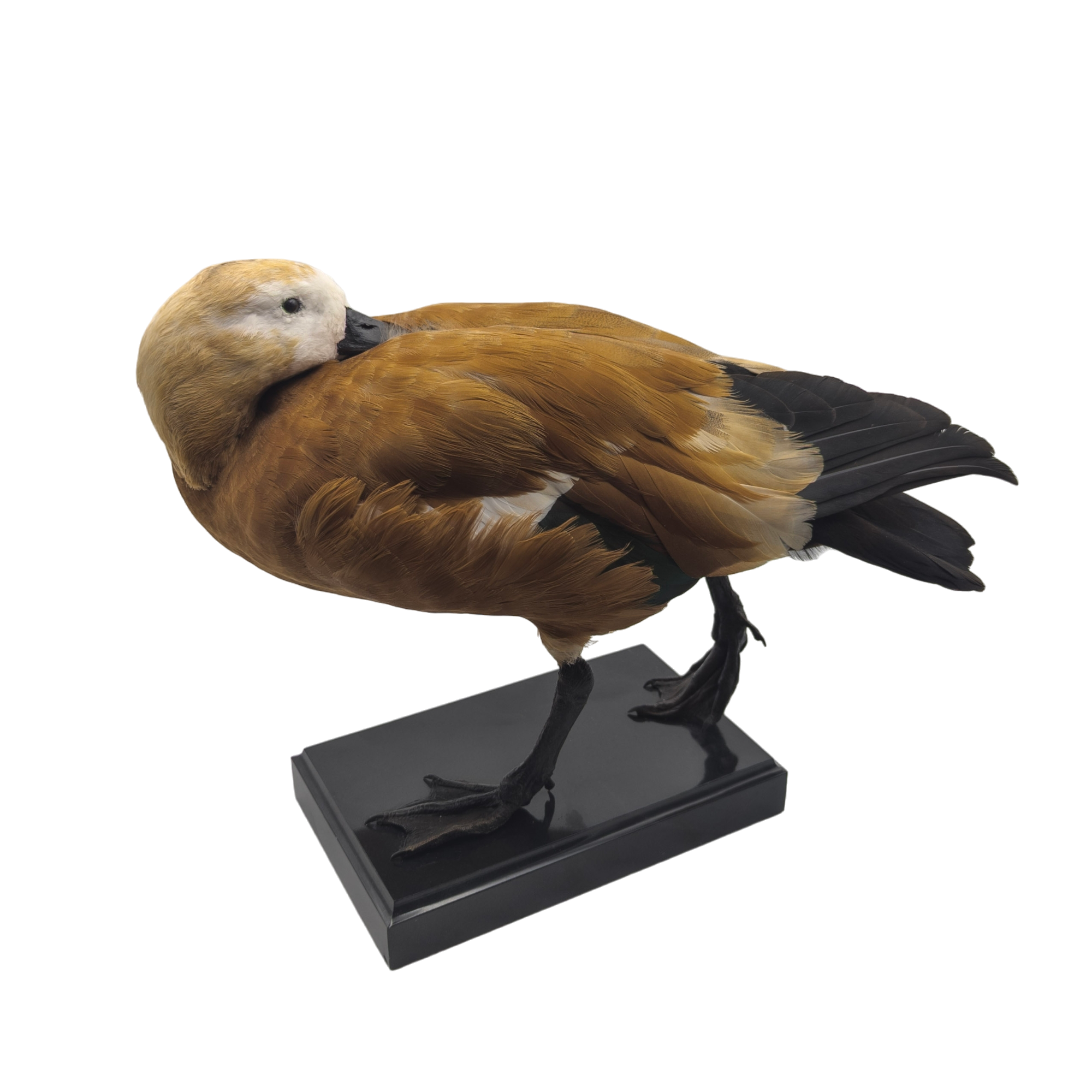 Taxidermy Ruddy Shelduck