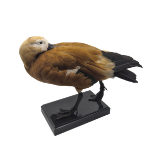 Taxidermy Ruddy Shelduck