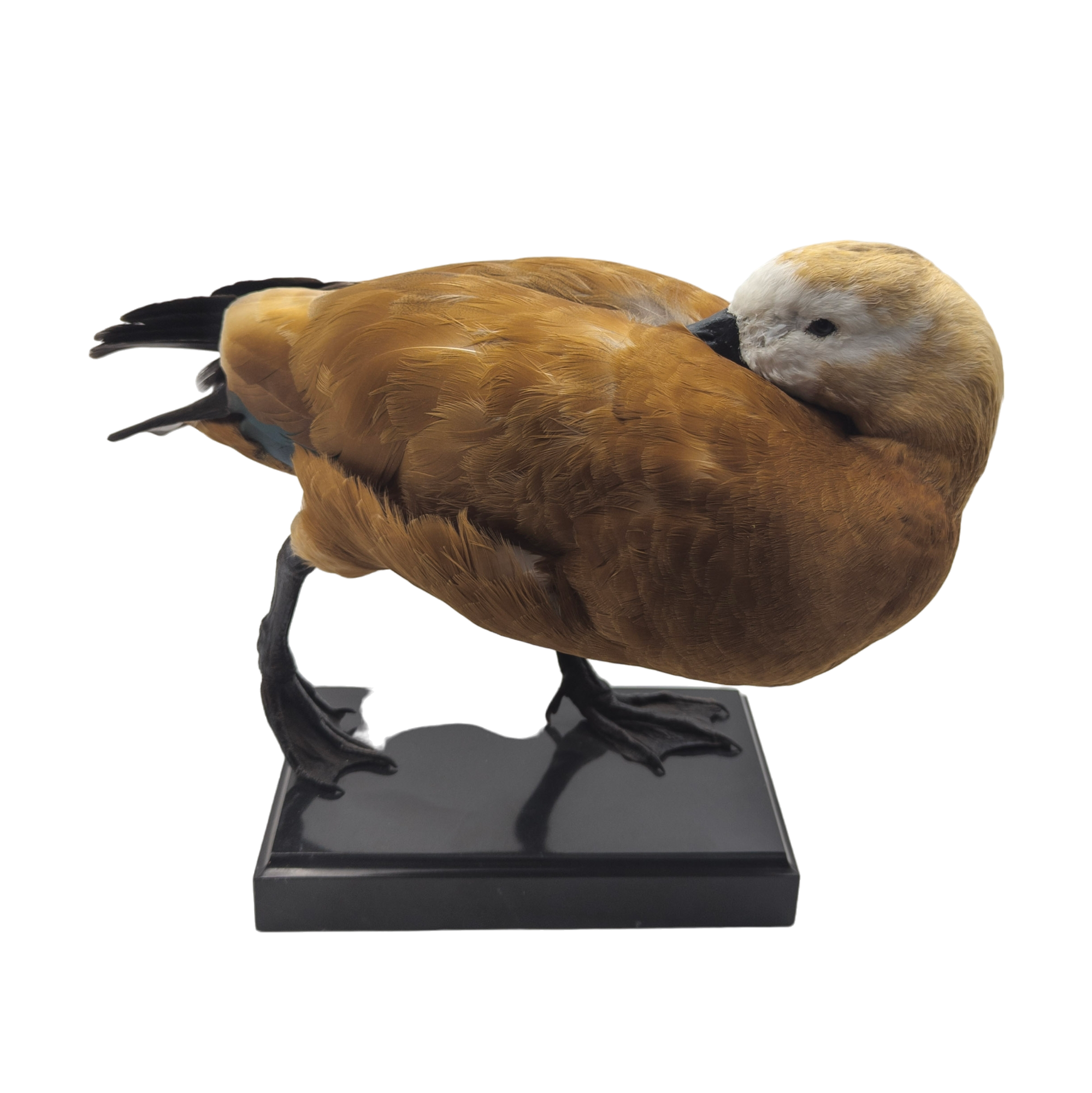 Taxidermy Ruddy Shelduck