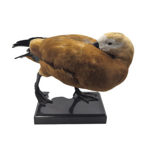 Taxidermy Ruddy Shelduck