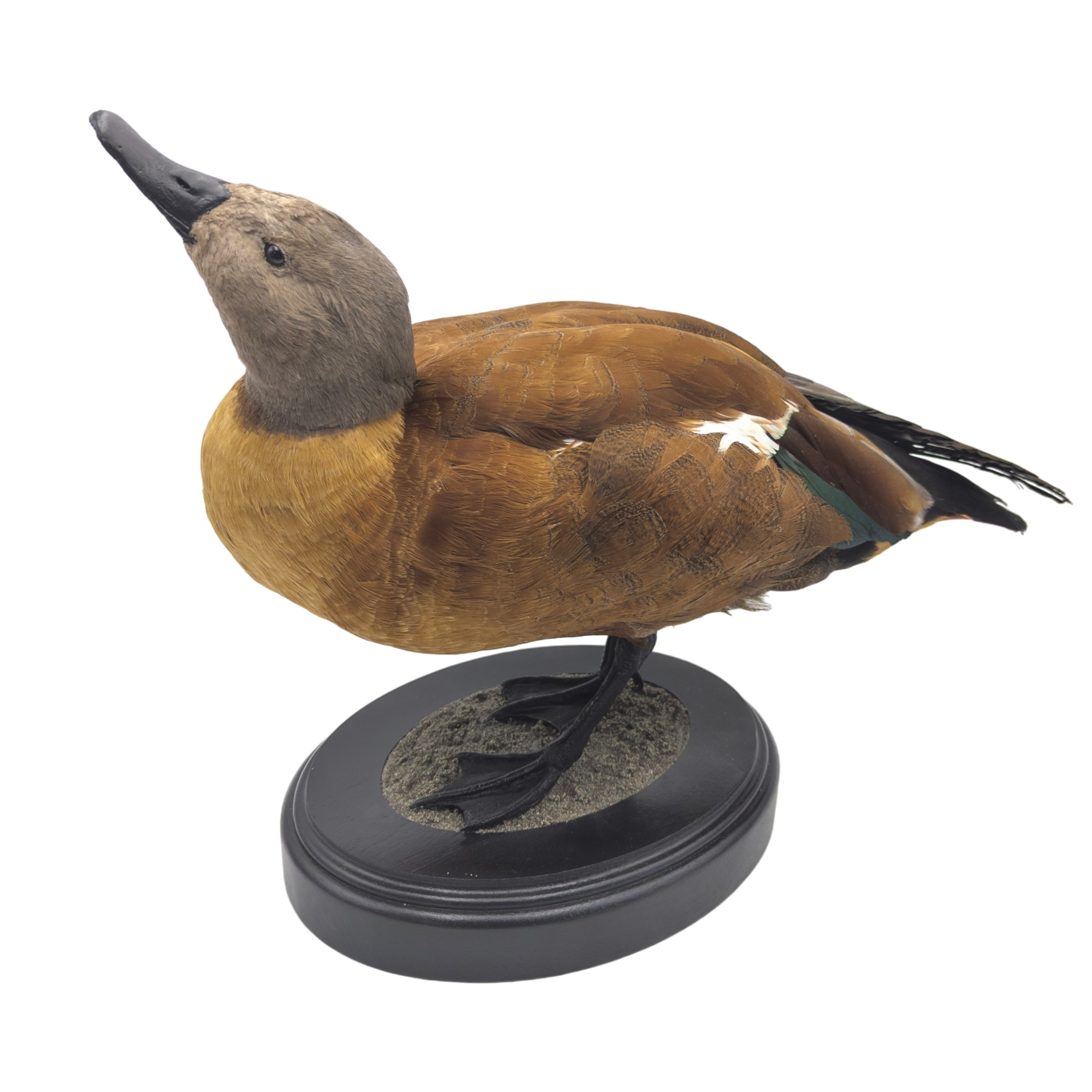 Taxidermy Cape Shelduck