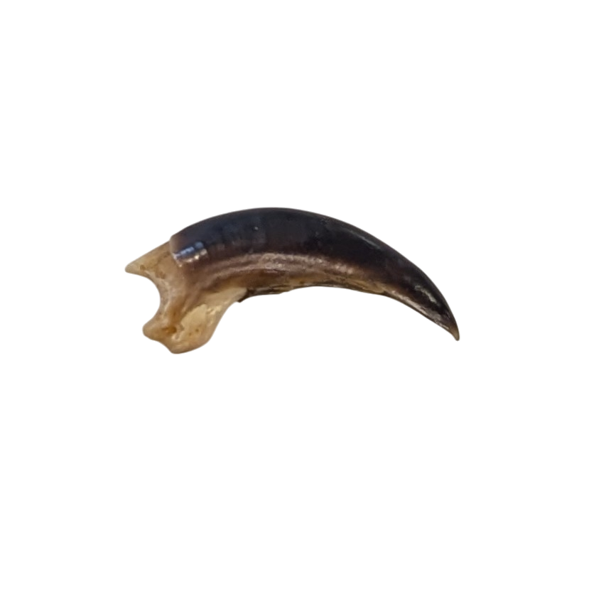 Porcupine Claw