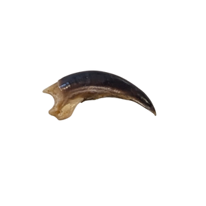 Porcupine Claw