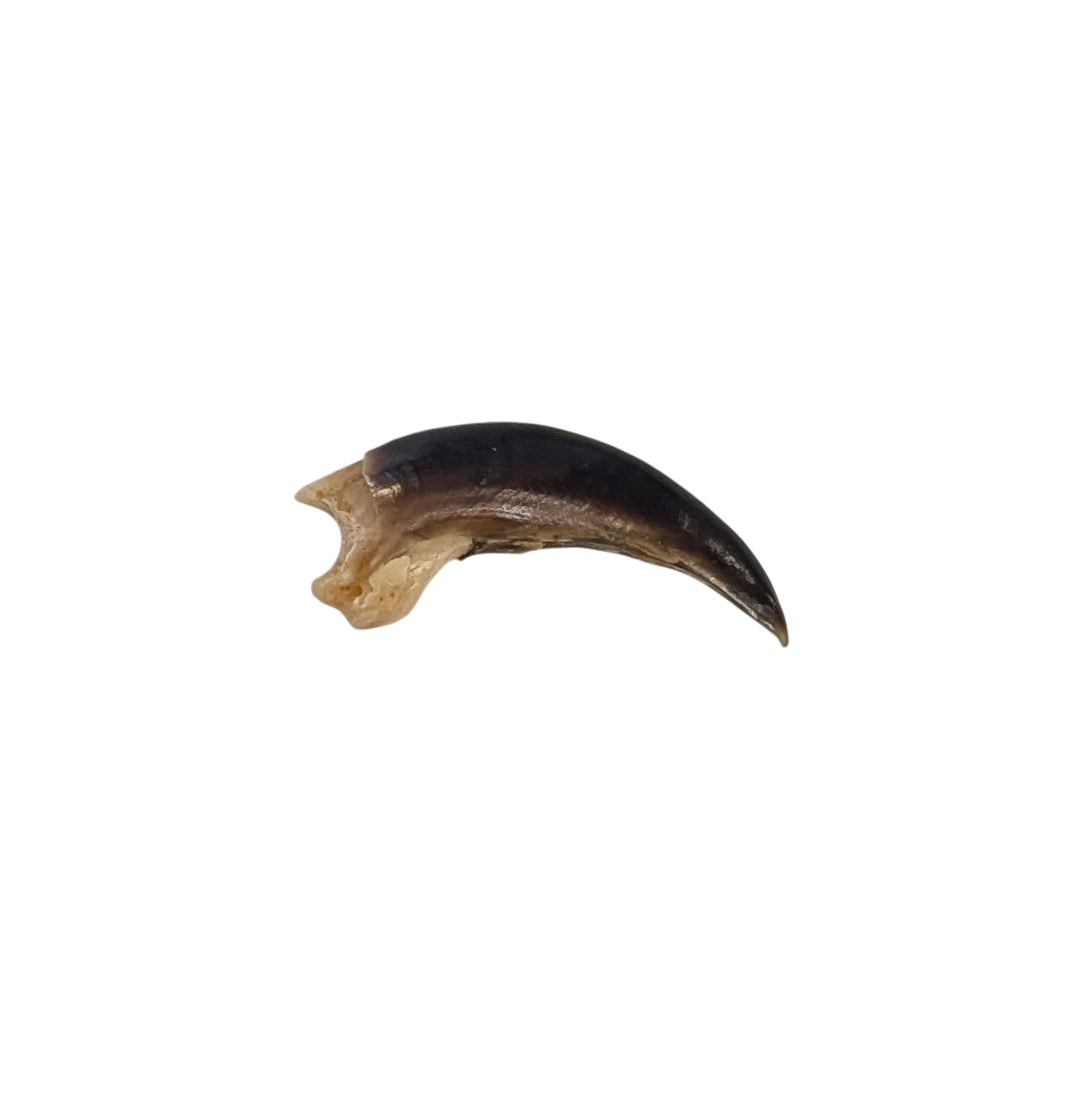 Porcupine Claw