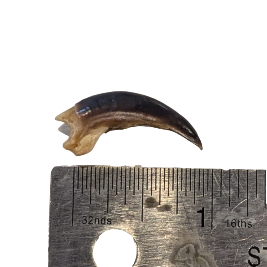 Porcupine Claw