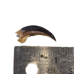 Porcupine Claw