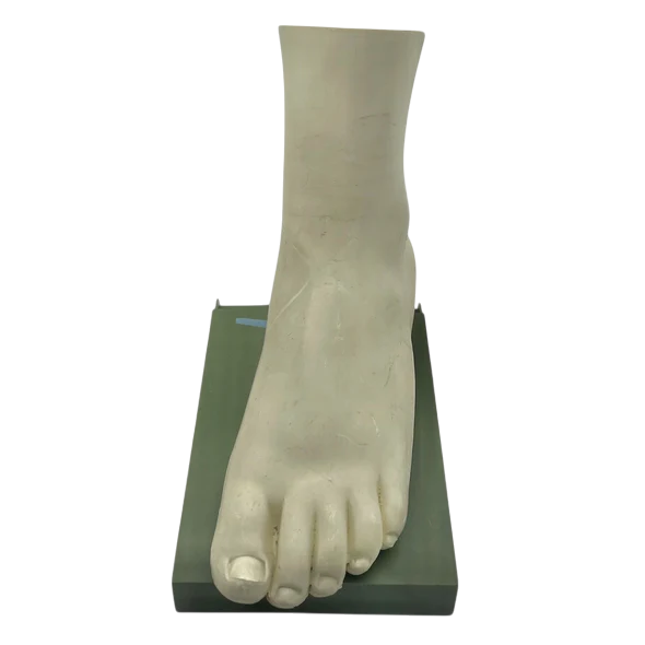 Vintage Human Foot Anatomical Model