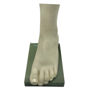 Vintage Human Foot Anatomical Model