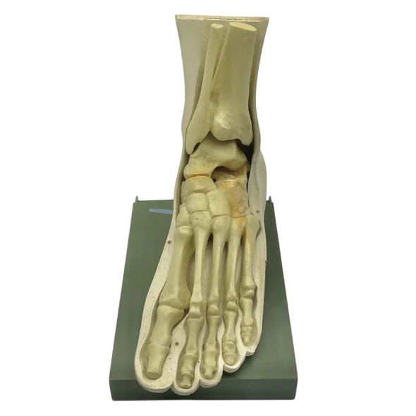 Vintage Human Foot Anatomical Model