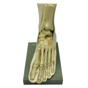 Vintage Human Foot Anatomical Model