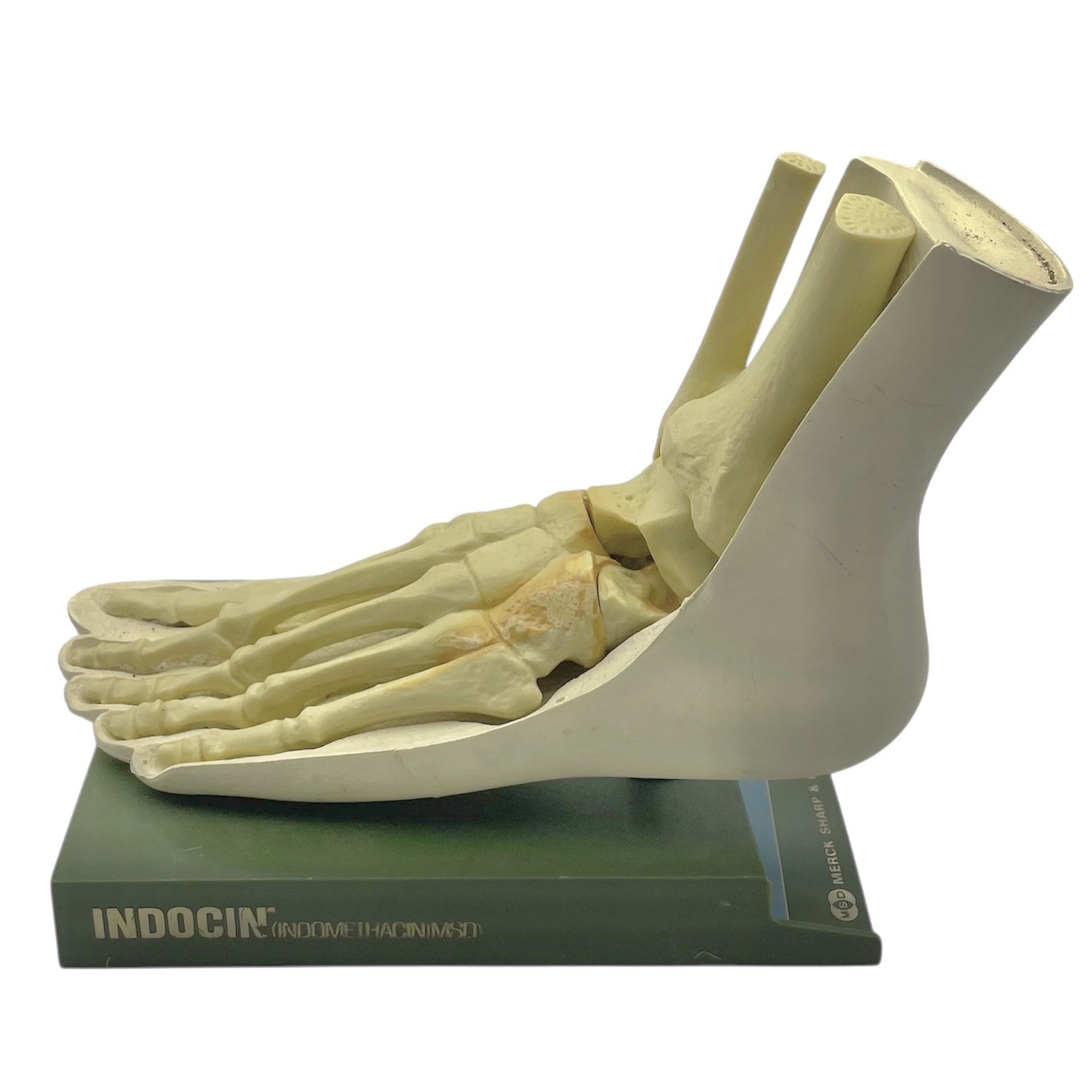 Vintage Human Foot Anatomical Model