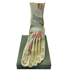 Vintage Human Foot Anatomical Model