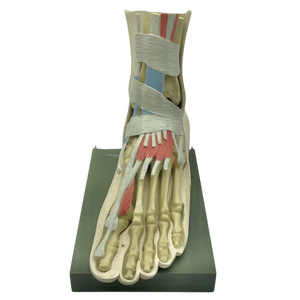 Vintage Human Foot Anatomical Model