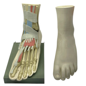 Vintage Human Foot Anatomical Model