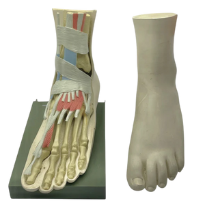 Vintage Human Foot Anatomical Model