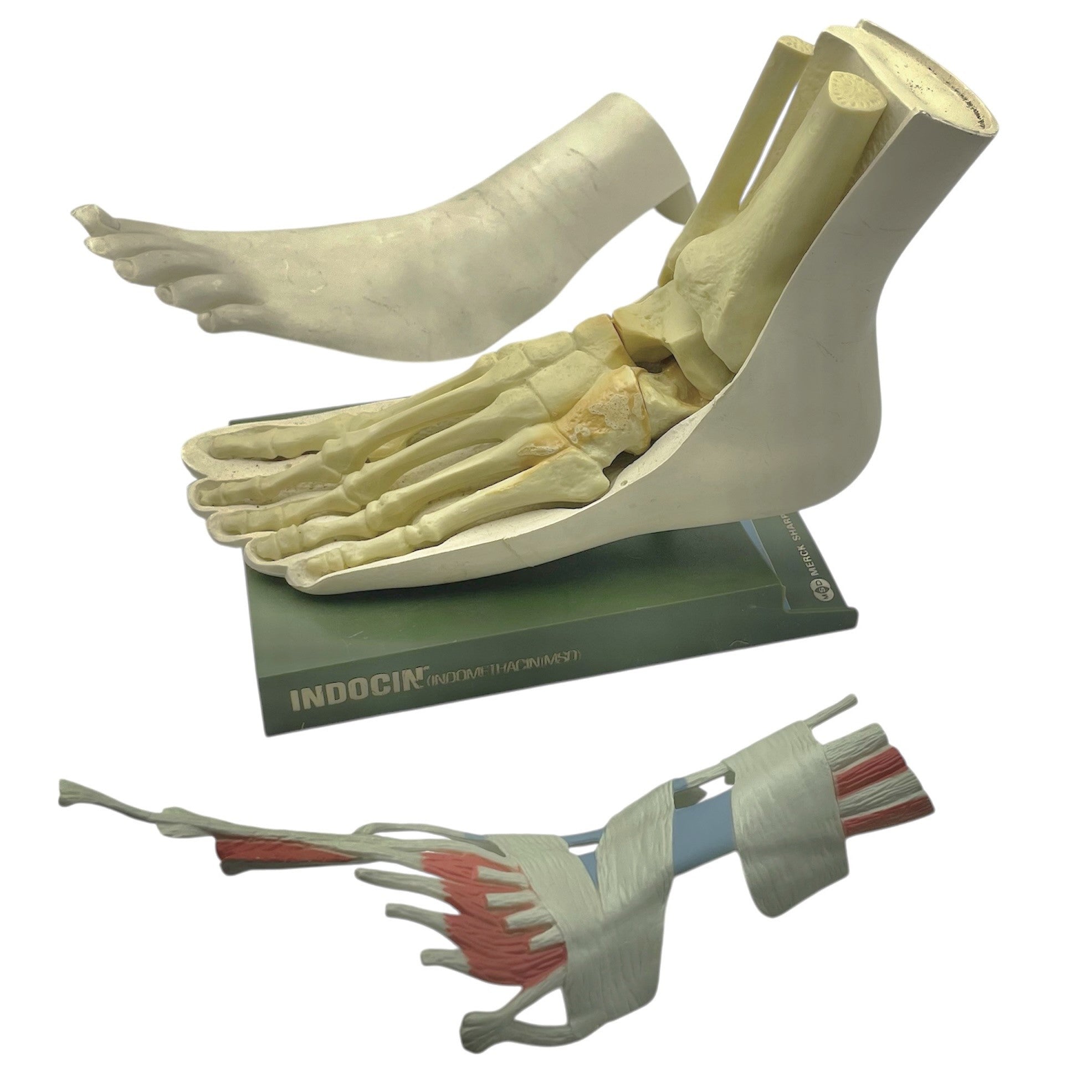 Vintage Human Foot Anatomical Model