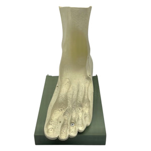 Vintage Human Foot Anatomical Model