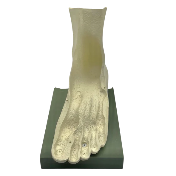 Vintage Human Foot Anatomical Model