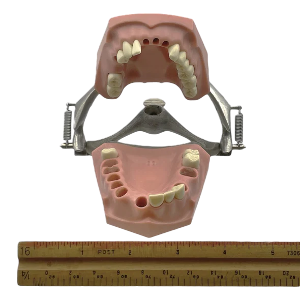 Vintage Columbia Typodont Dental Model