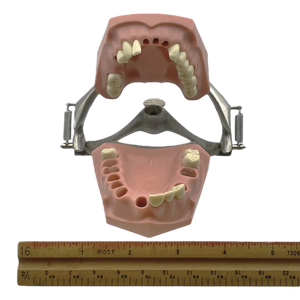 Vintage Columbia Typodont Dental Model