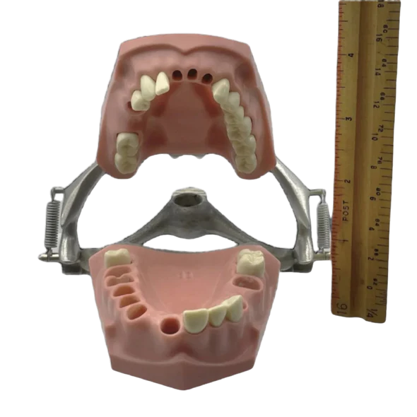 Vintage Columbia Typodont Dental Model