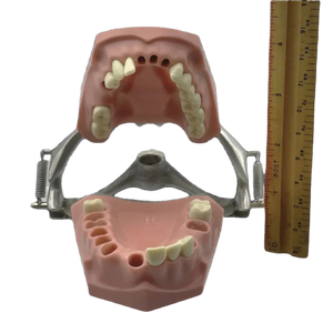 Vintage Columbia Typodont Dental Model