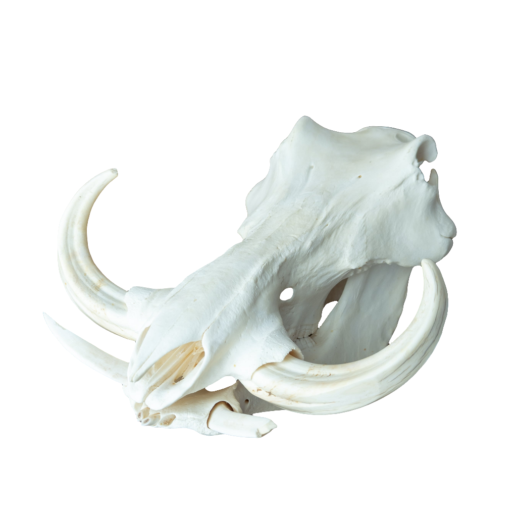 XL African Warthog Skull