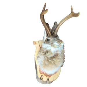 Taxidermy Jackalope