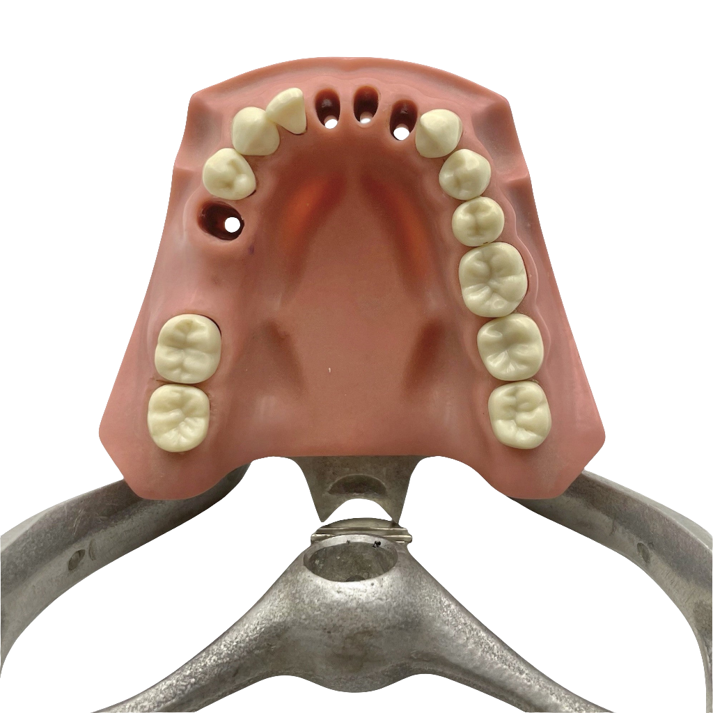 Vintage Columbia Typodont Dental Model