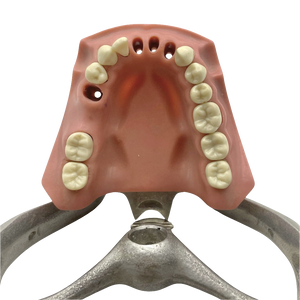 Vintage Columbia Typodont Dental Model