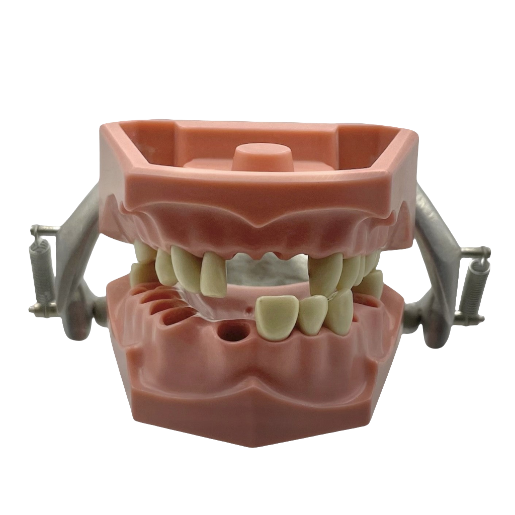 Vintage Columbia Typodont Dental Model