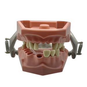 Vintage Columbia Typodont Dental Model