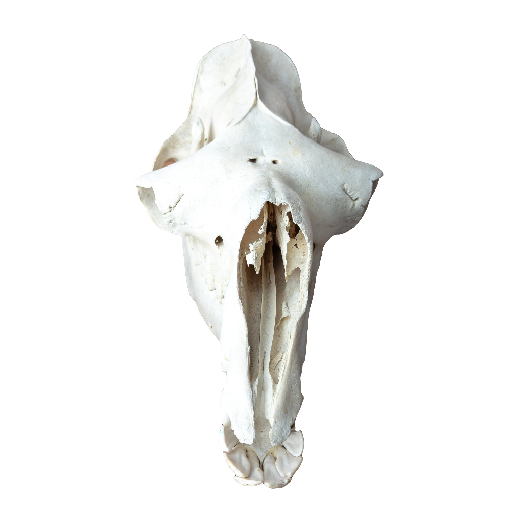 Dromedary Camel Skull