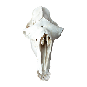 Dromedary Camel Skull