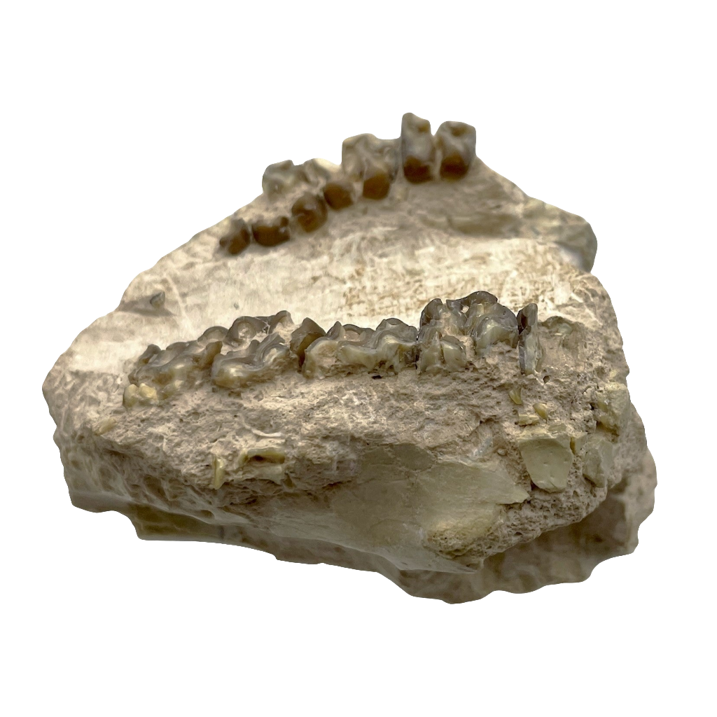 Fossil Oreodont Skull