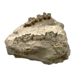 Fossil Oreodont Skull