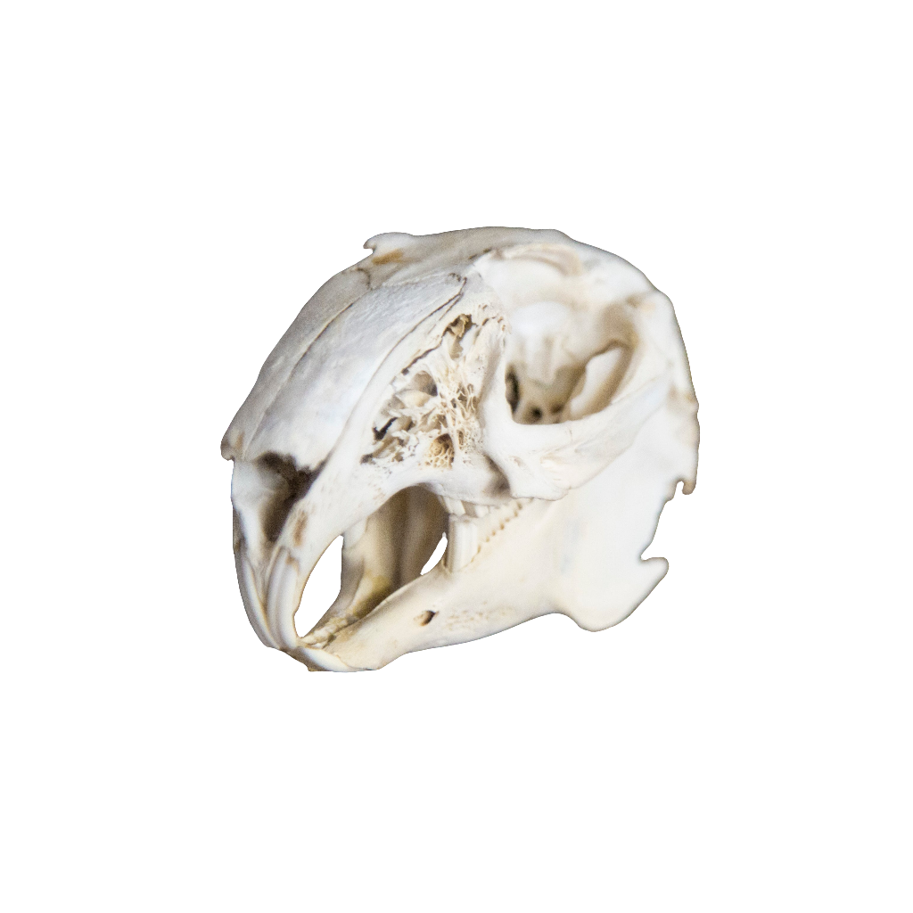 Jackrabbit Skull