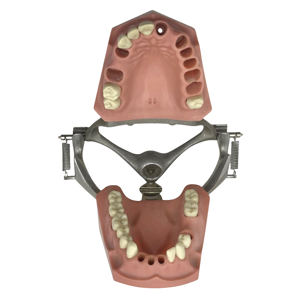 Vintage Columbia Typodont Dental Model