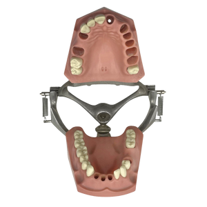 Vintage Columbia Typodont Dental Model