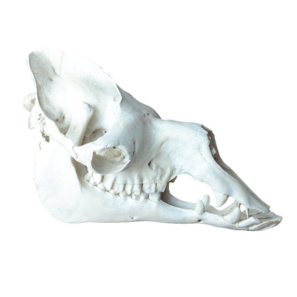 Dromedary Camel Skull