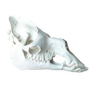 Dromedary Camel Skull