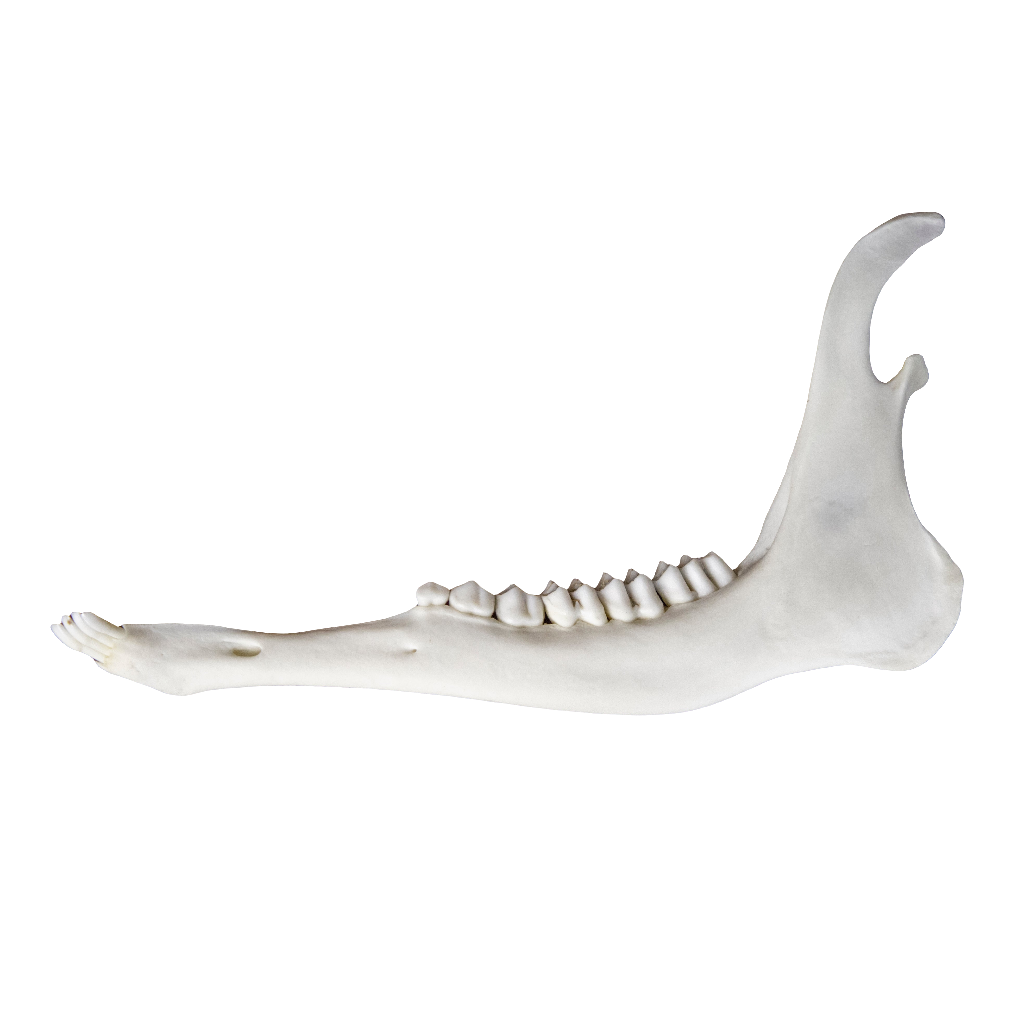 Deer Jaw Bone