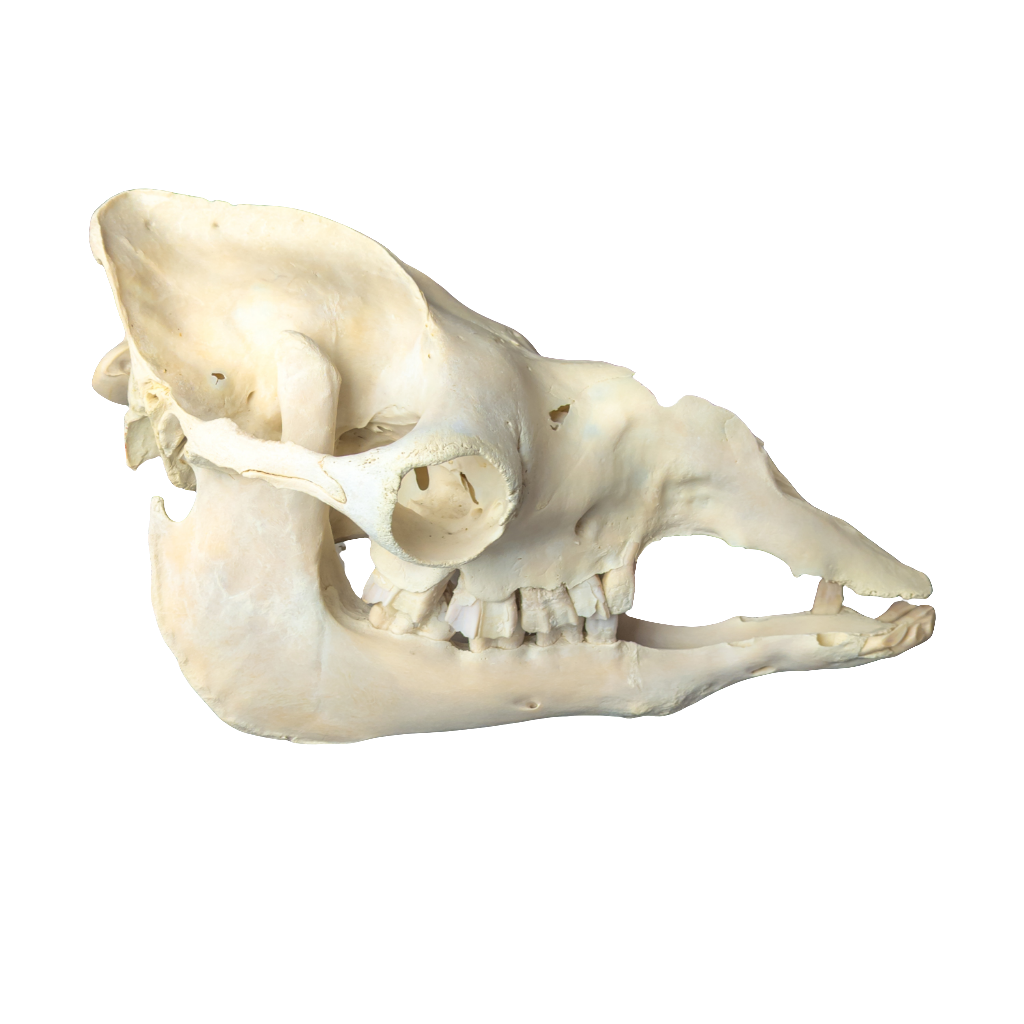 Dromedary Camel Skull (Damaged Nasal Bones)