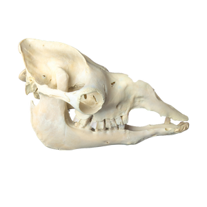 Dromedary Camel Skull (Damaged Nasal Bones)