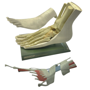 Vintage Human Foot Anatomical Model