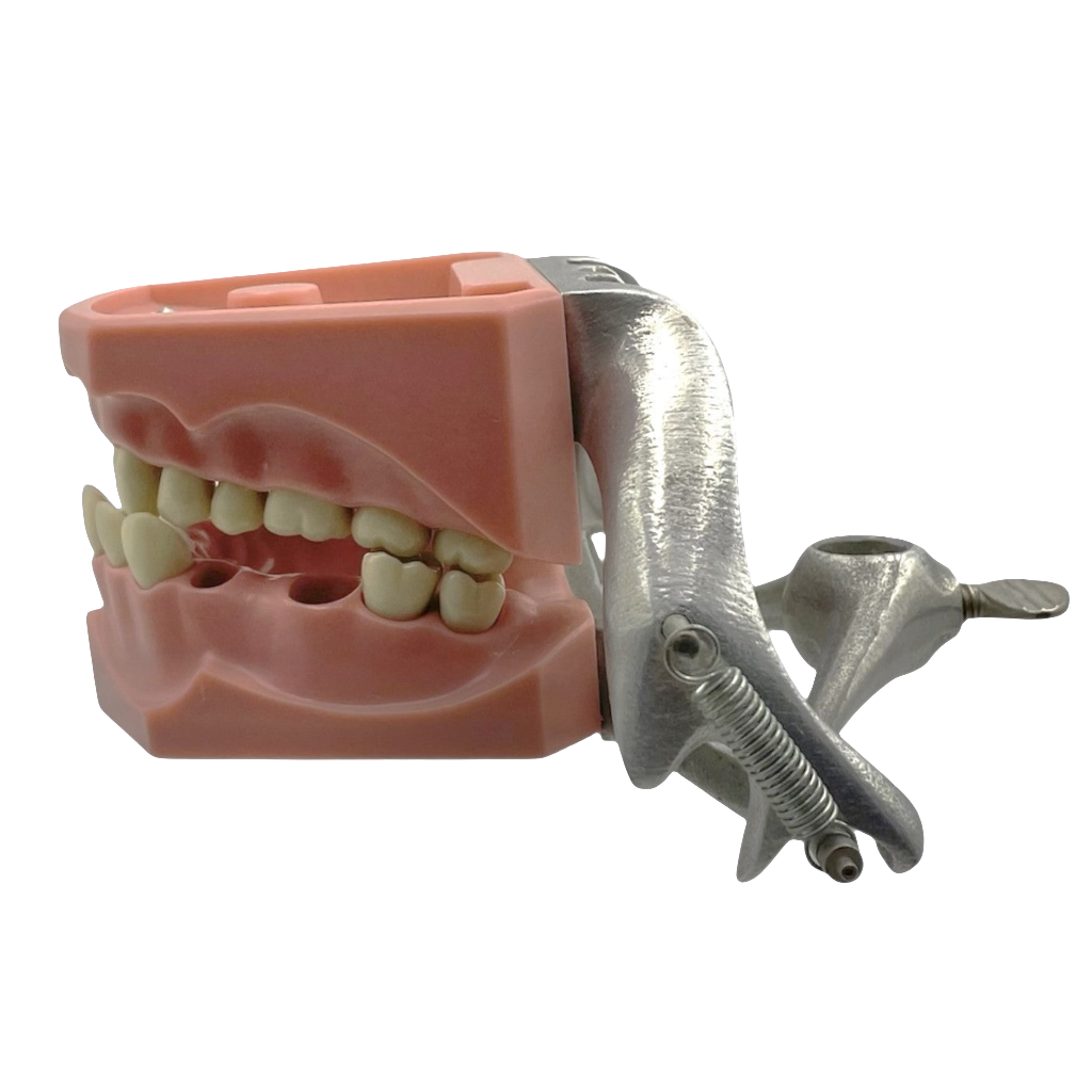 Vintage Columbia Typodont Dental Model