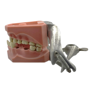 Vintage Columbia Typodont Dental Model