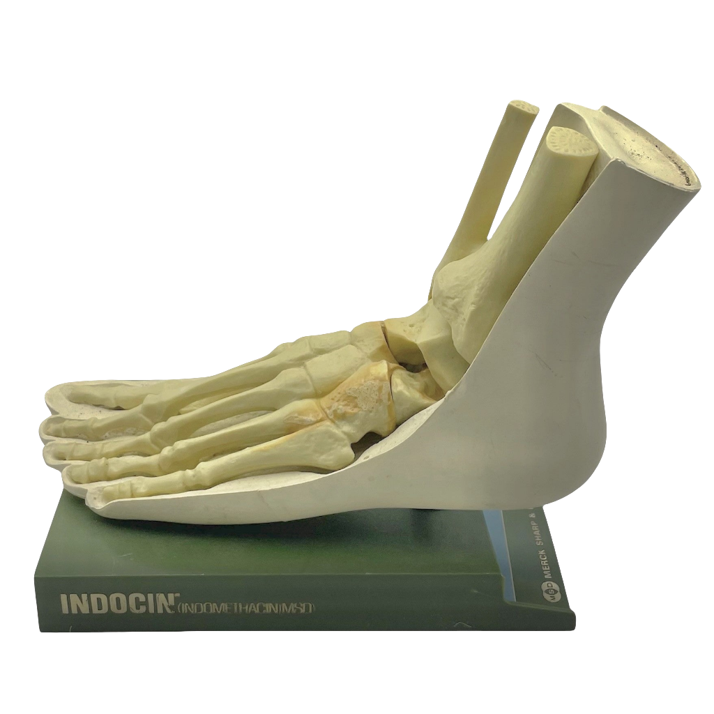 Vintage Human Foot Anatomical Model